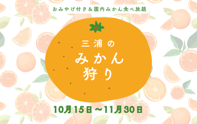 三浦のみかん狩り